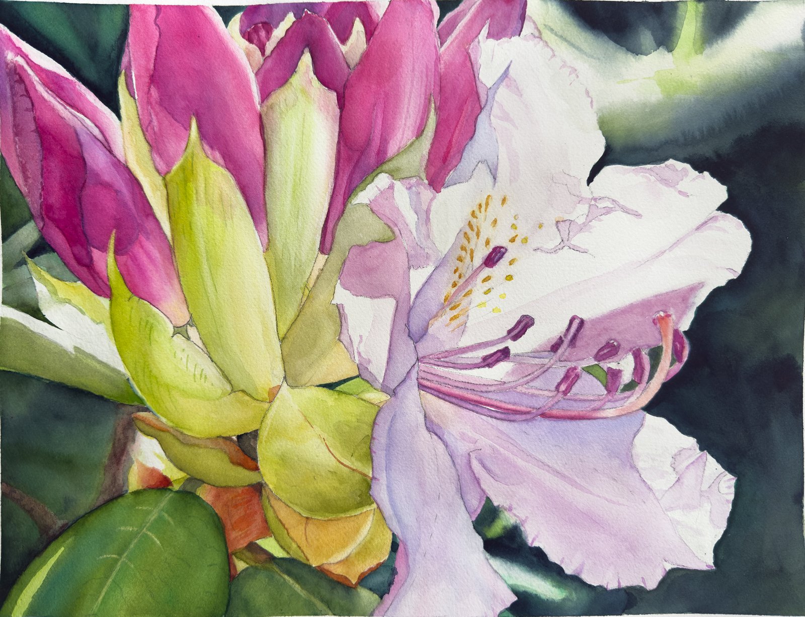 Blomma