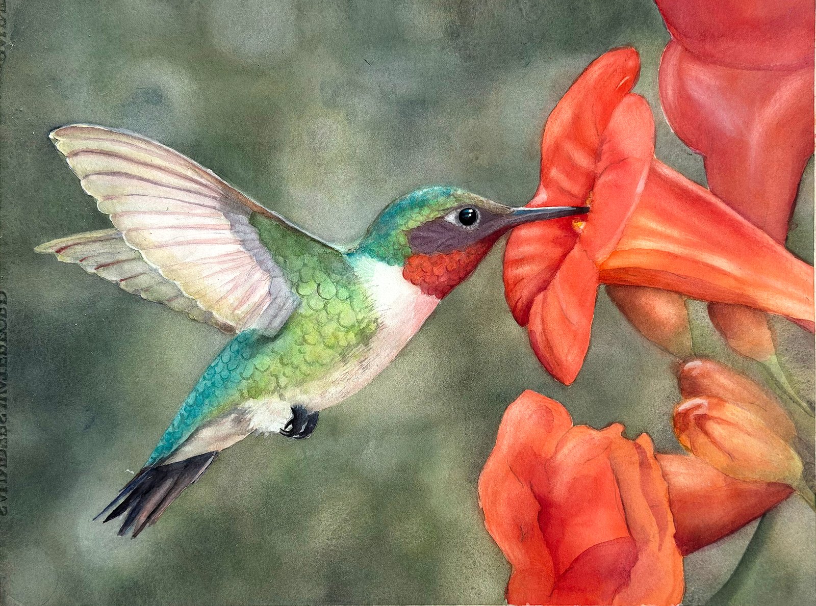 Kolibri