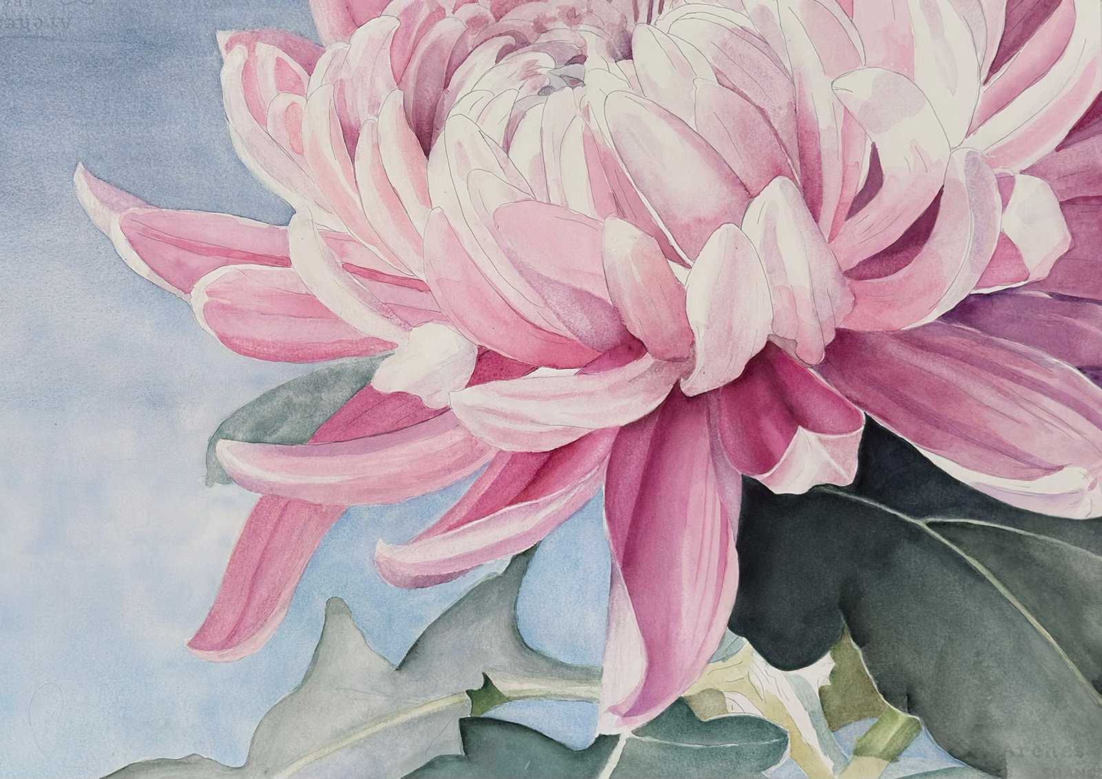 Rosa Blomma